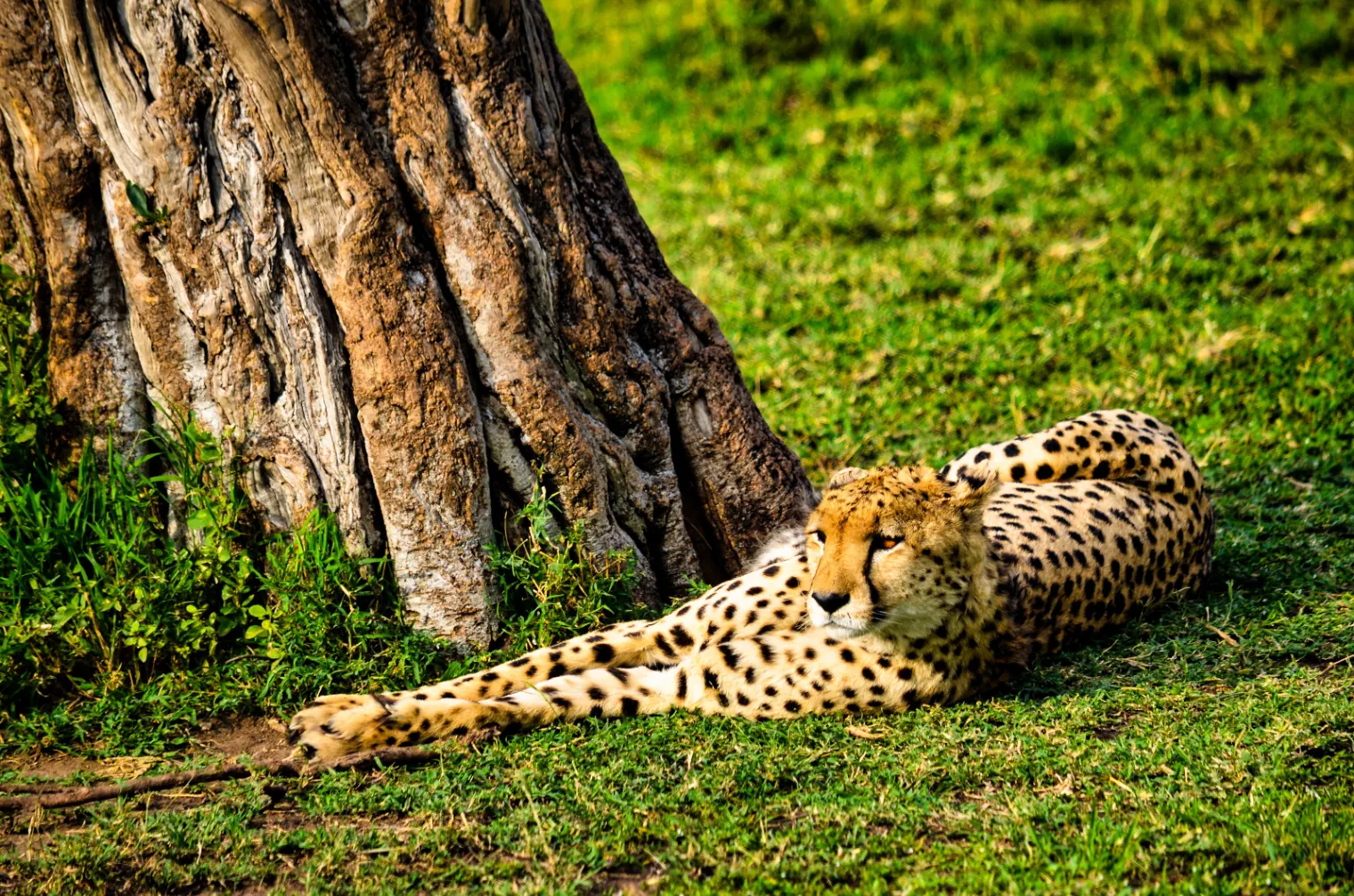 Luxury Extended Mara Safari