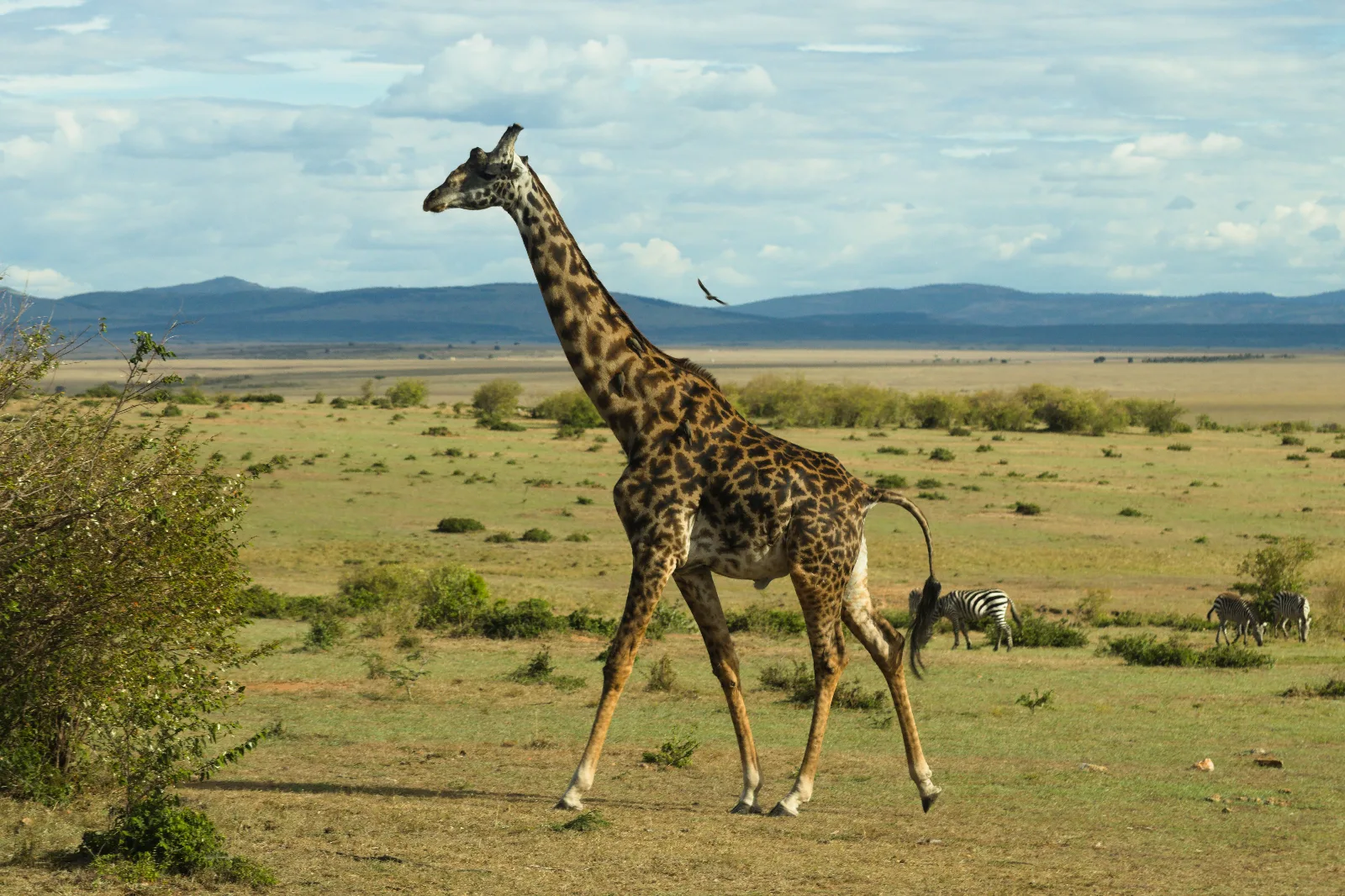 Luxury Extended Mara Safari
