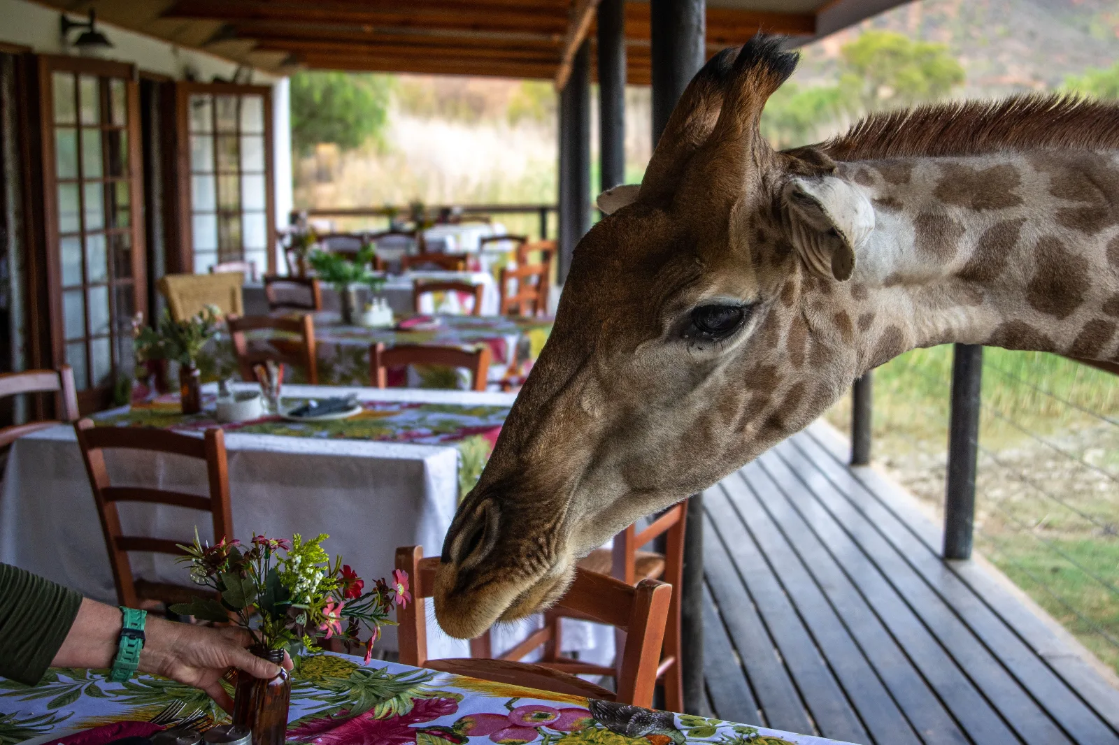 Highlights of Kenya - Nairobi → Maasai Mara → Nyahururu