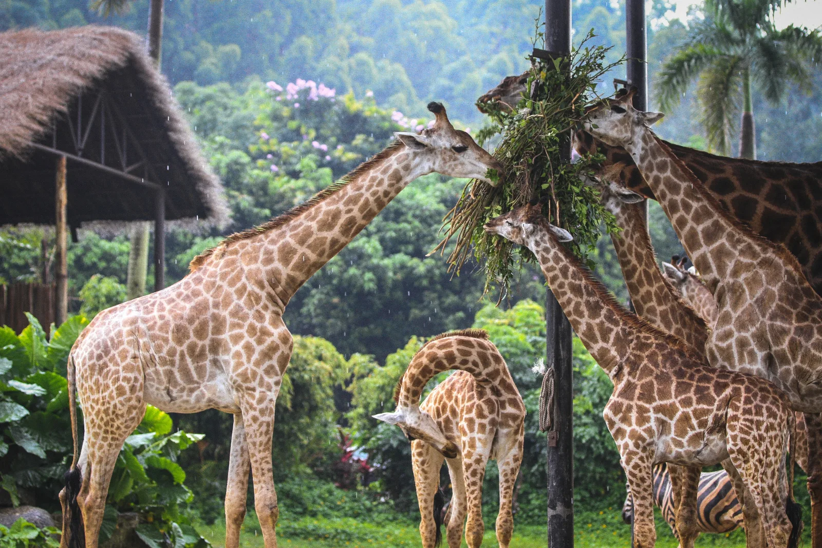 Luxury Glimpse of Kenya – Nairobi, Nakuru & Lake Elementaita