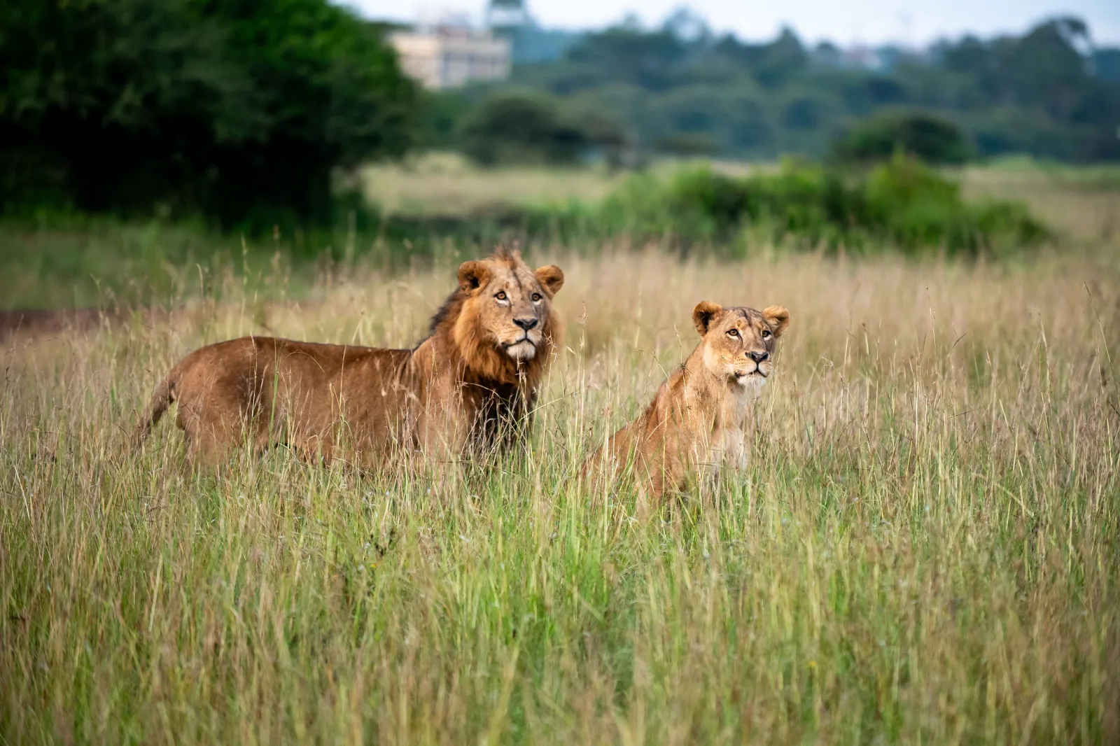 Highlights of Kenya - Nairobi → Maasai Mara → Nyahururu