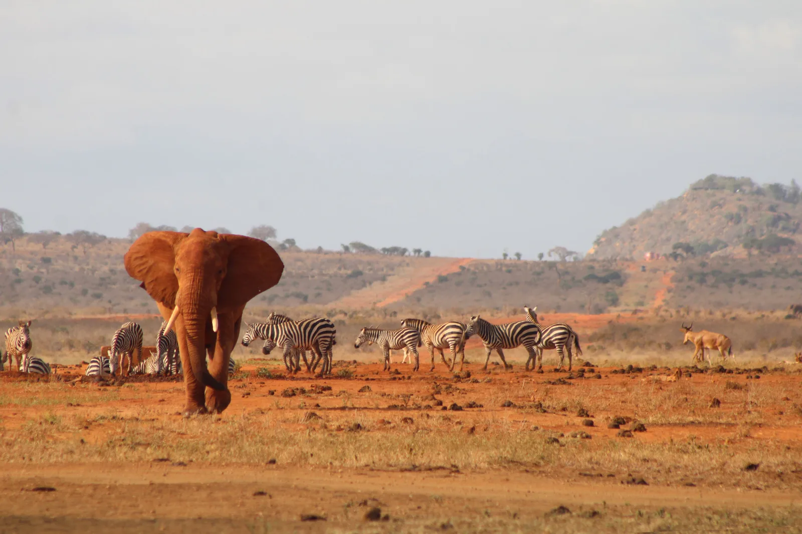 Luxury Glimpse of Kenya – Nairobi, Nakuru & Lake Elementaita