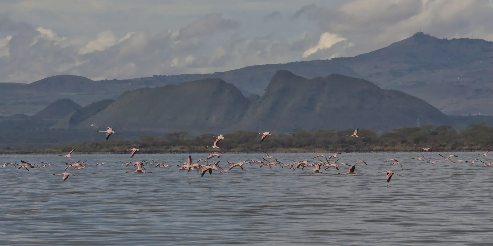 Luxury Glimpse of Kenya – Nairobi, Nakuru & Lake Elementaita